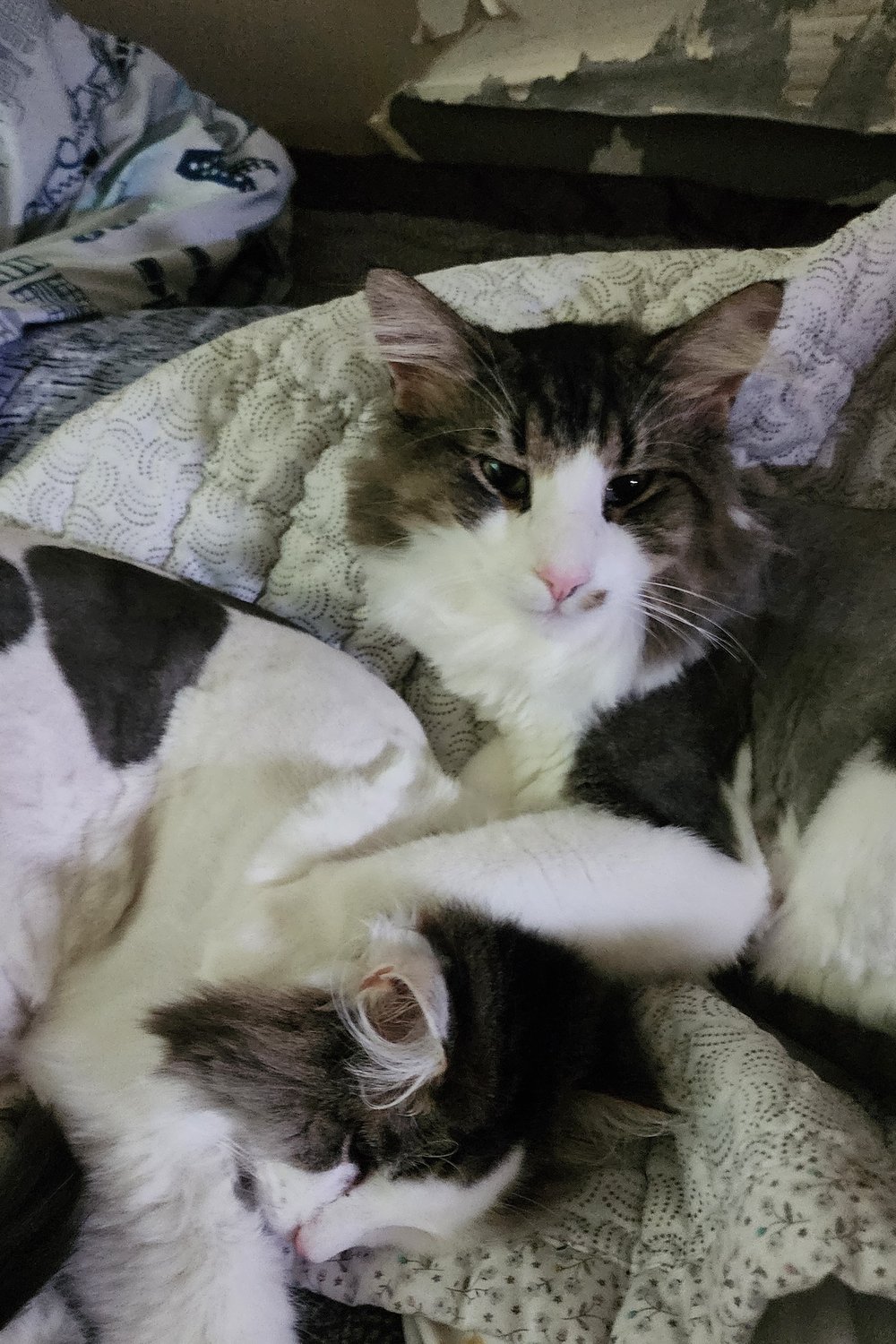 고양이 망고.꽁치