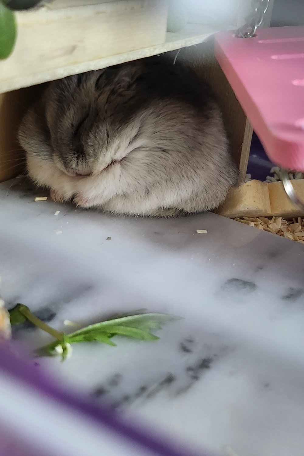 땅이