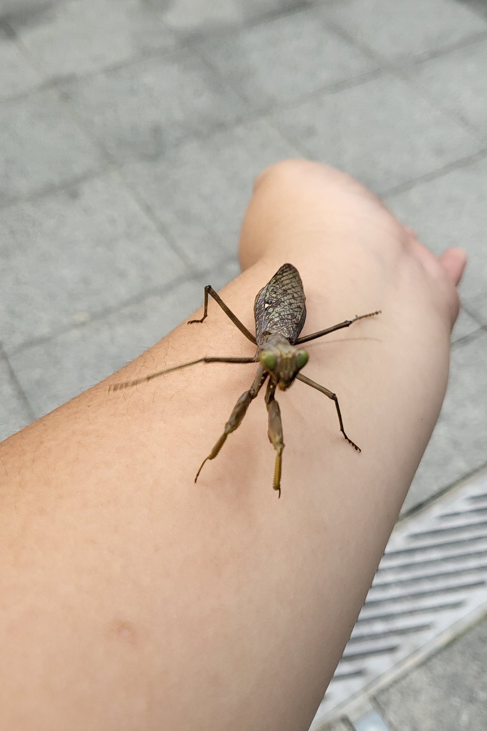 헬로