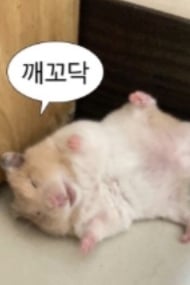 햄스터