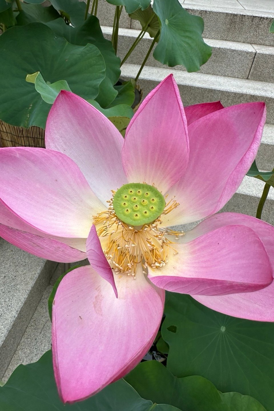 희우