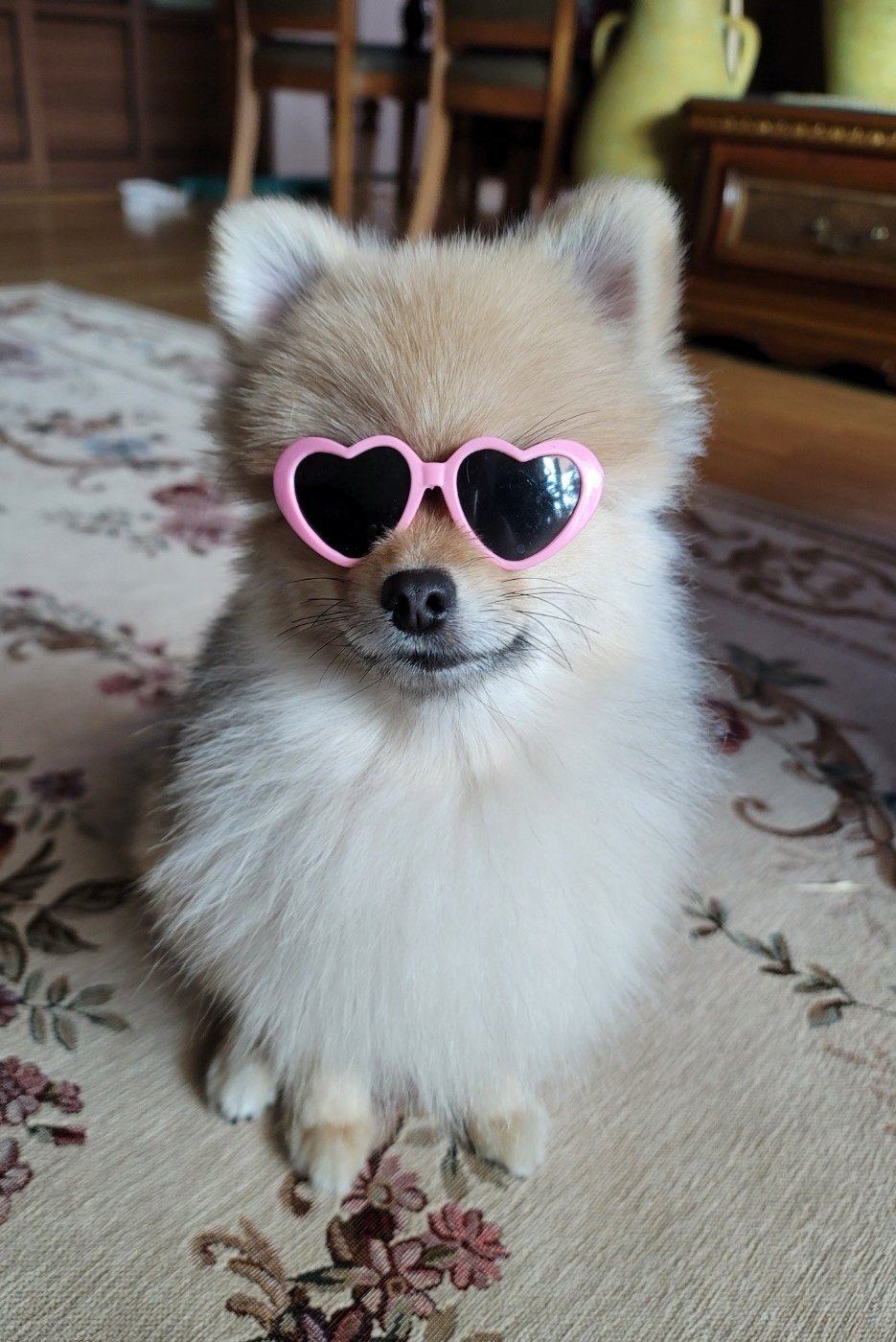 몽자