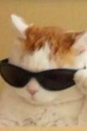 고양이