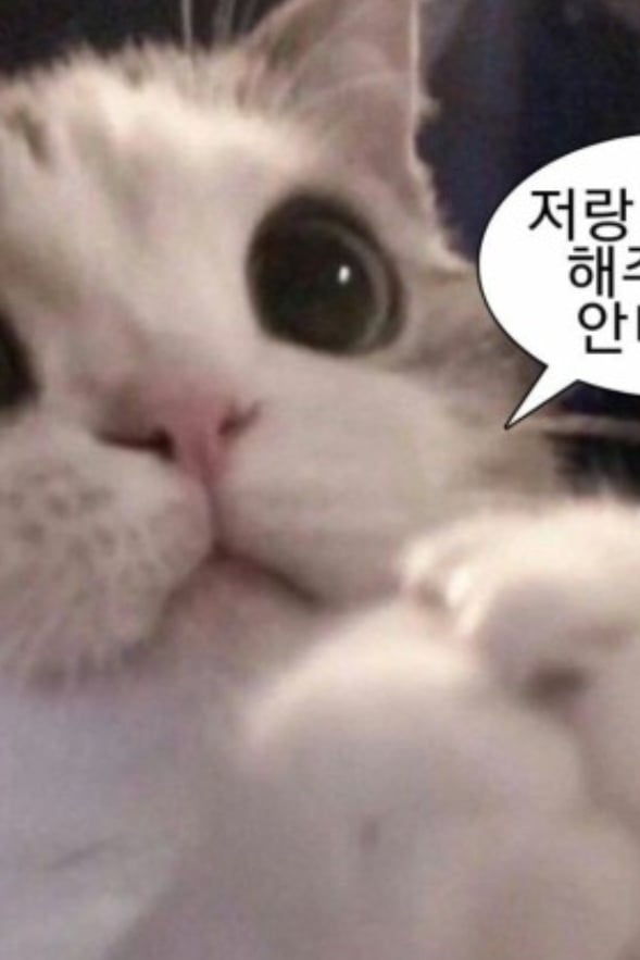 냥이