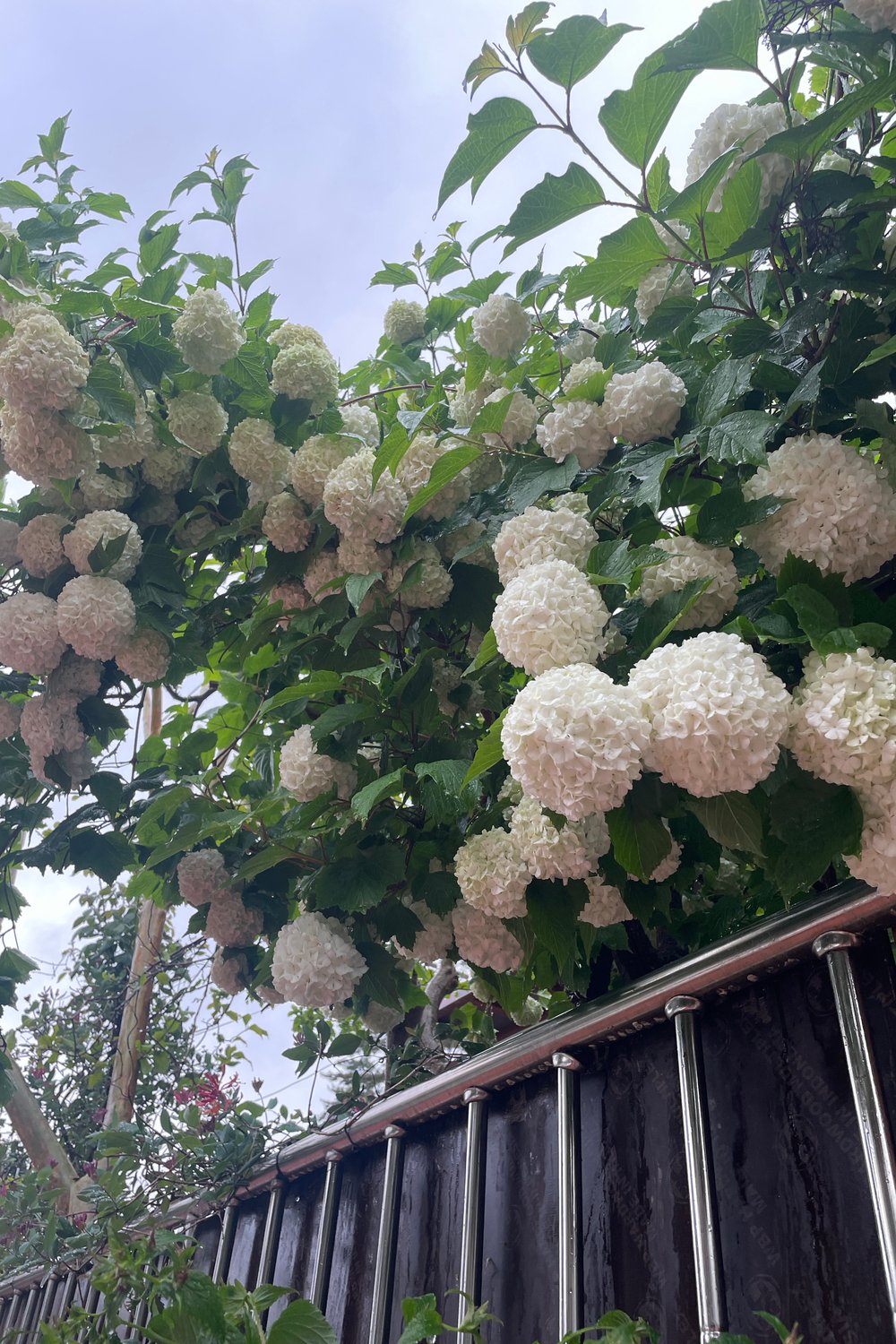 공주
