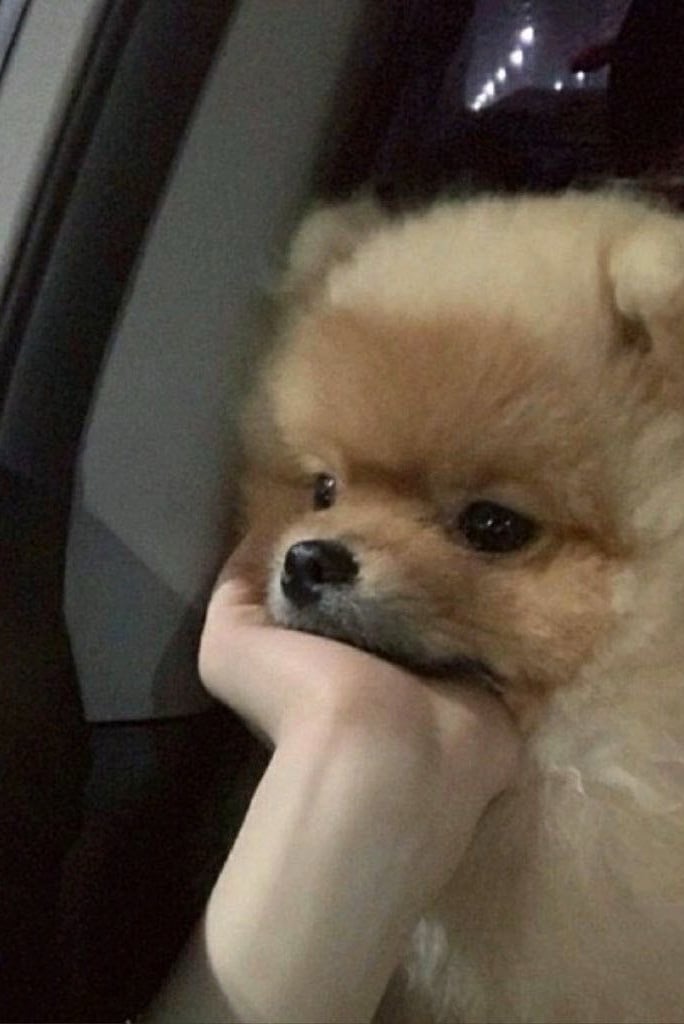 뽀삐