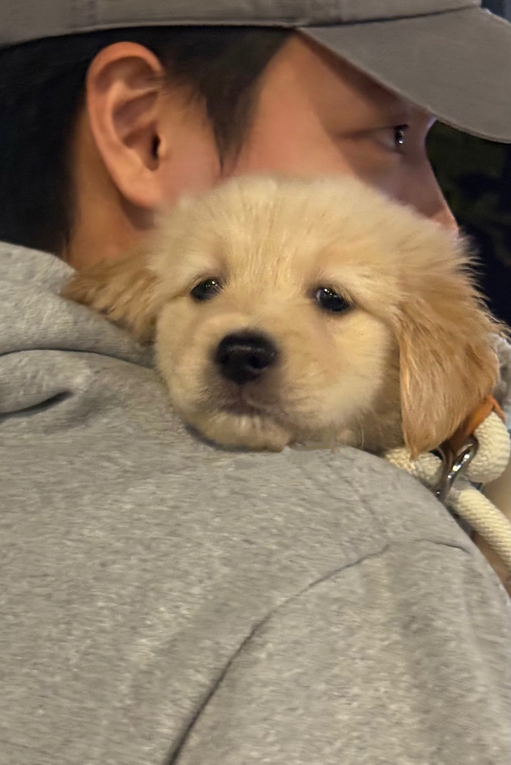 강아지