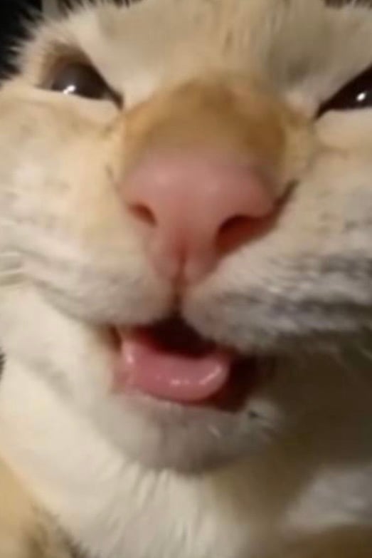 무헤헤고양이
