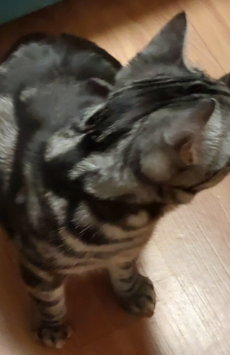 냥이