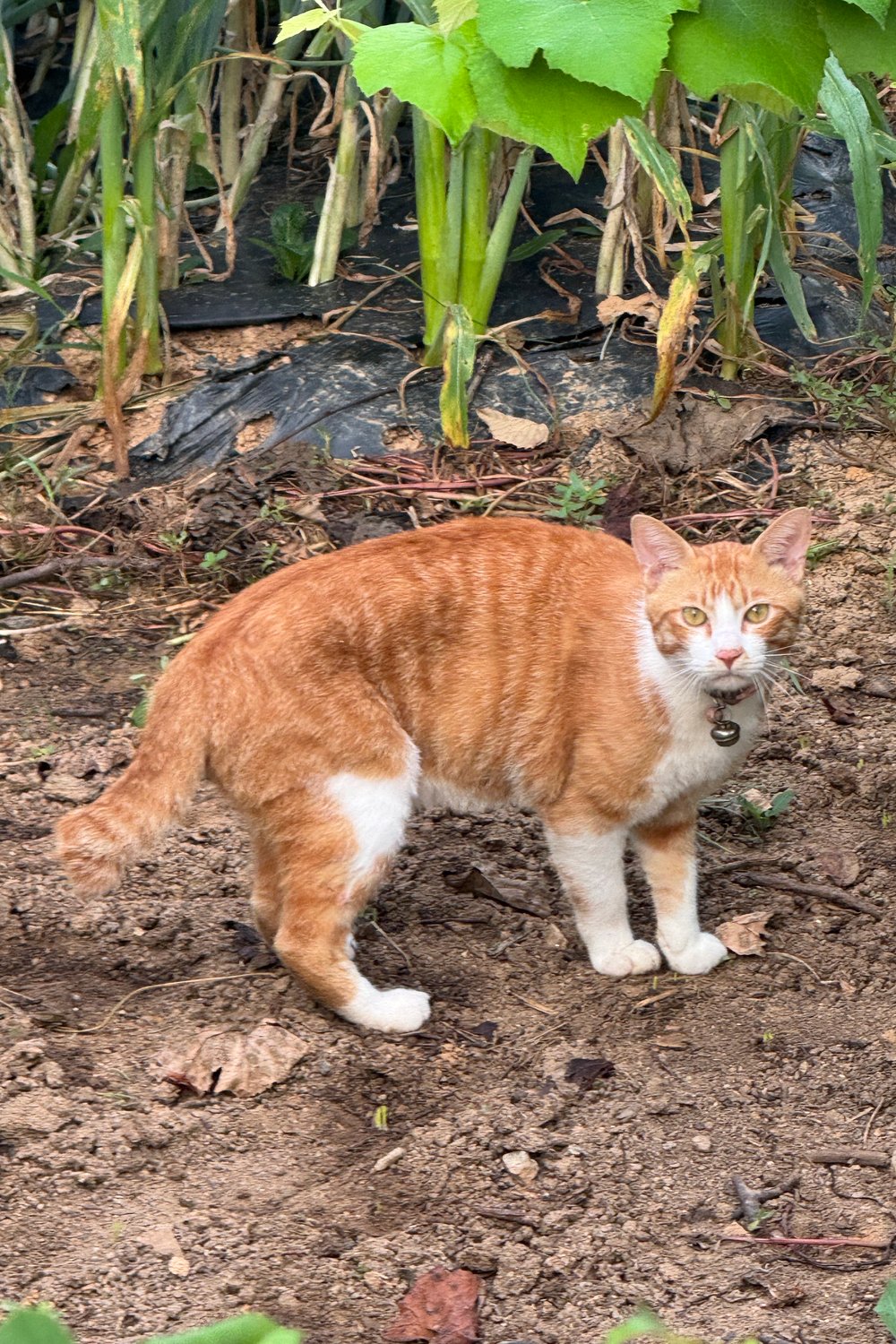 길고양이