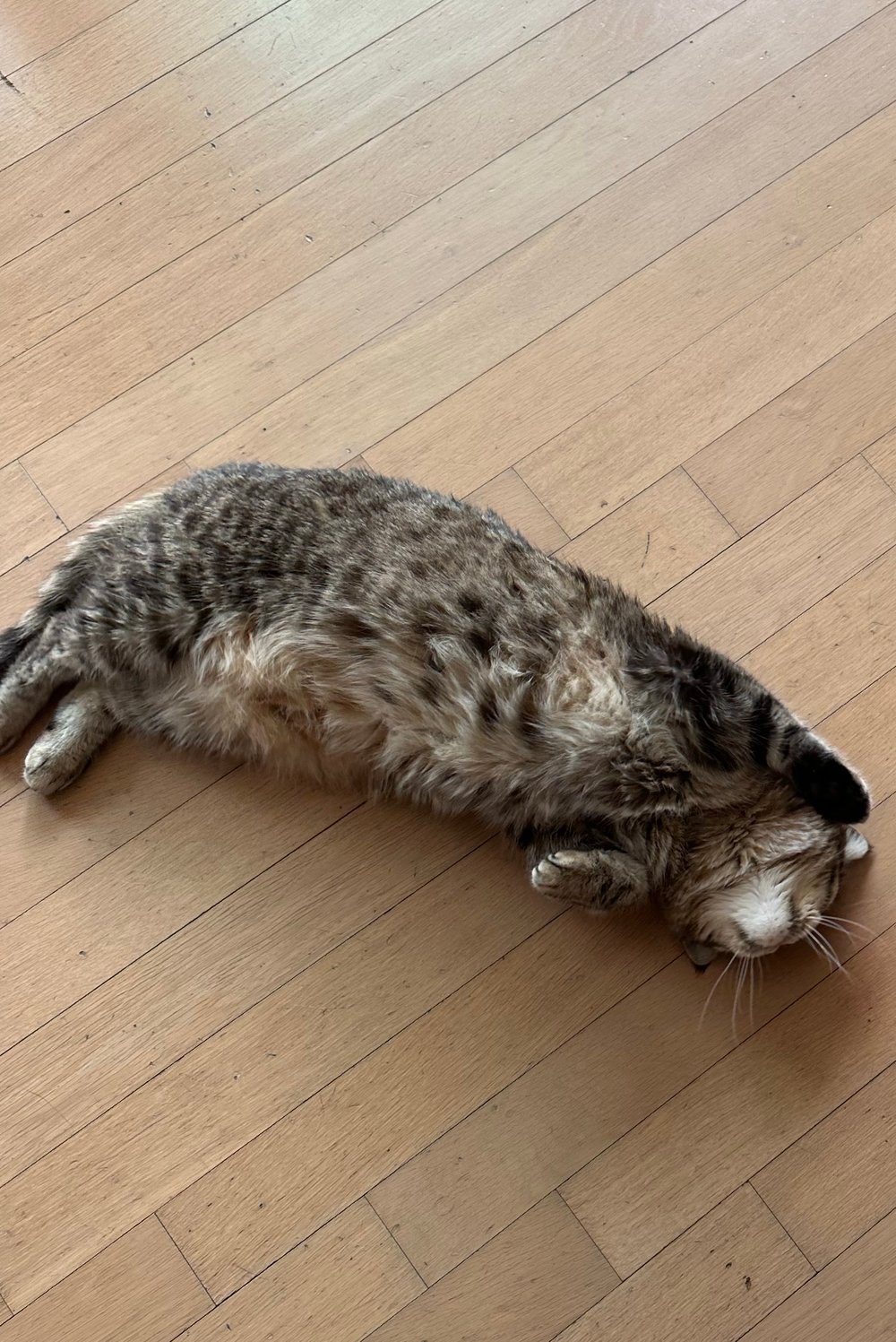 토토