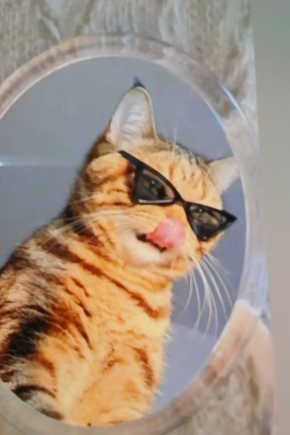 고양이