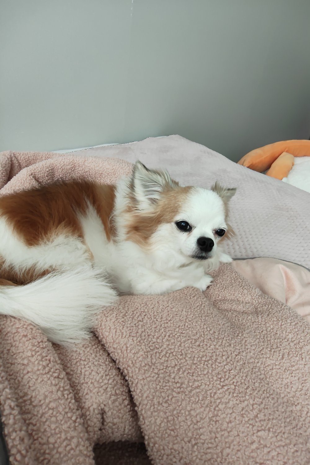 또리