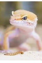 레오