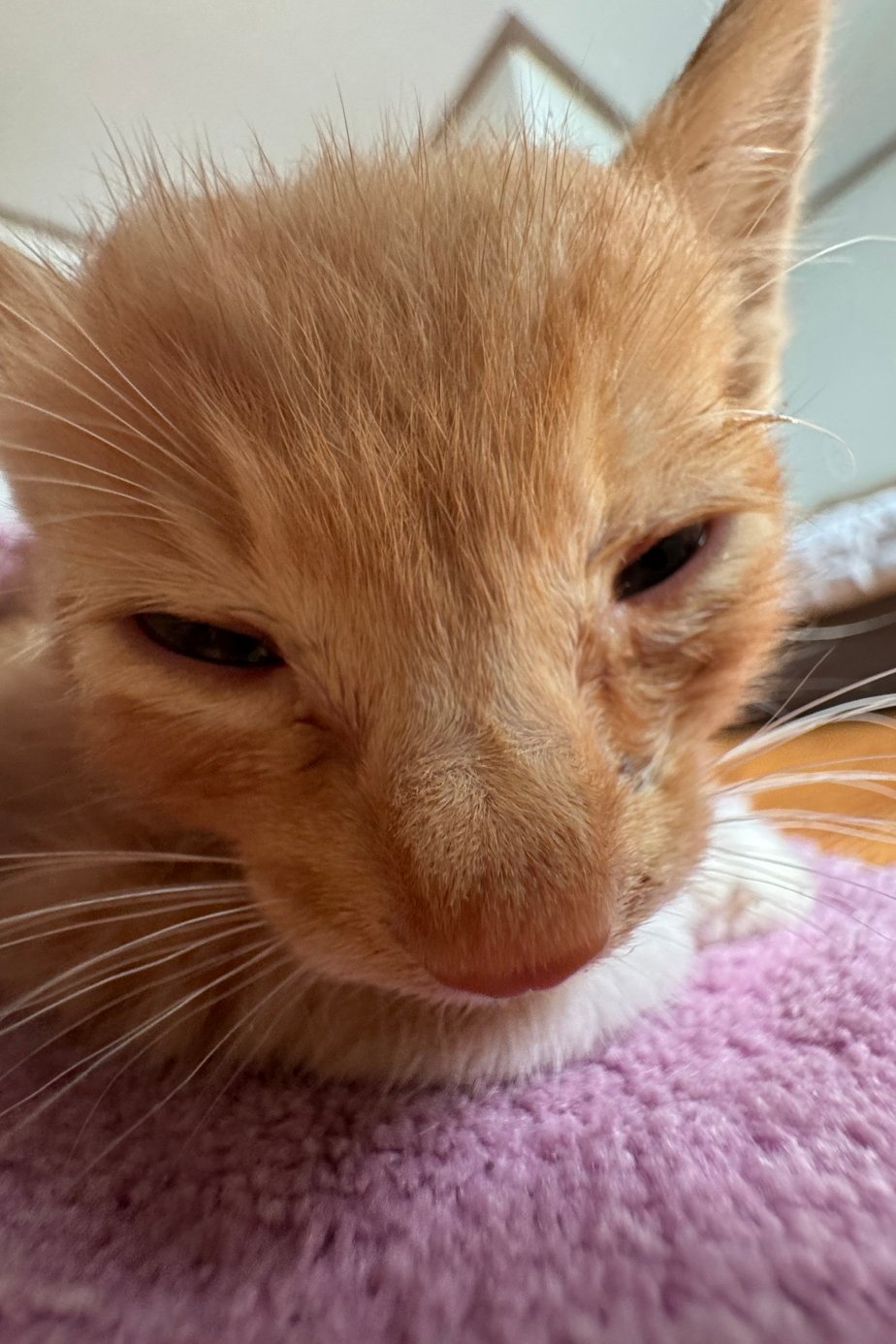 애옹이