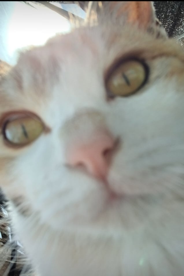 푸료하