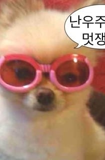 귀여운 강아지