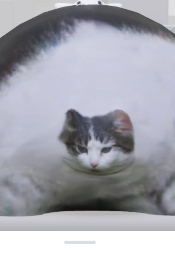 뚱뚱하고 귀여운 고양이