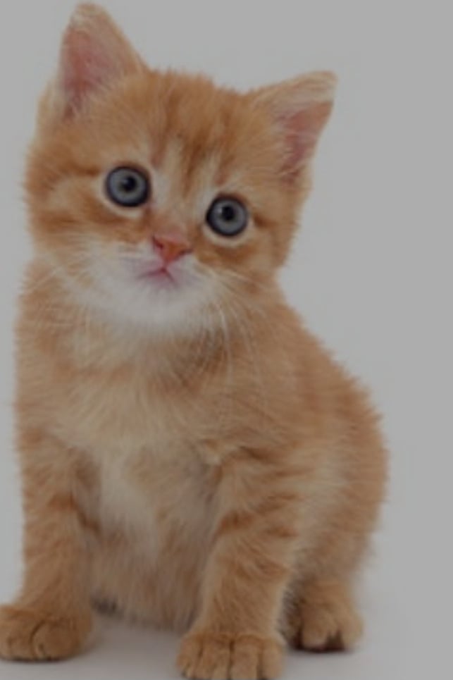 냥이