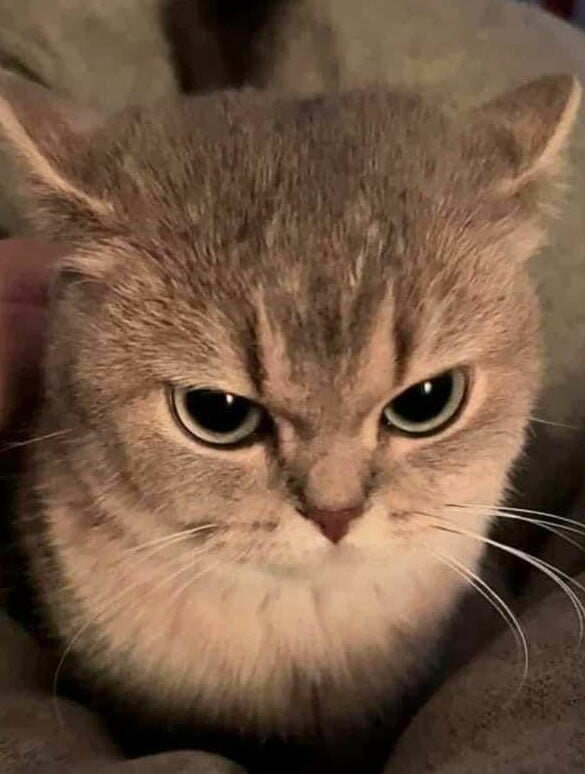 고양이