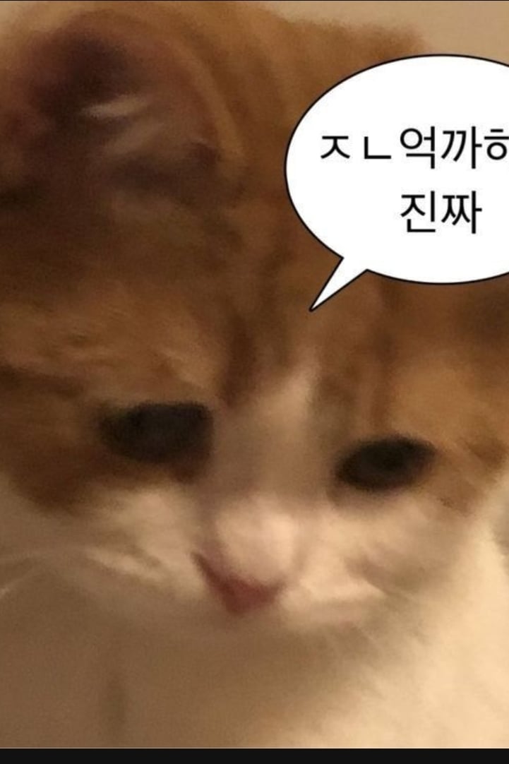 고앵이