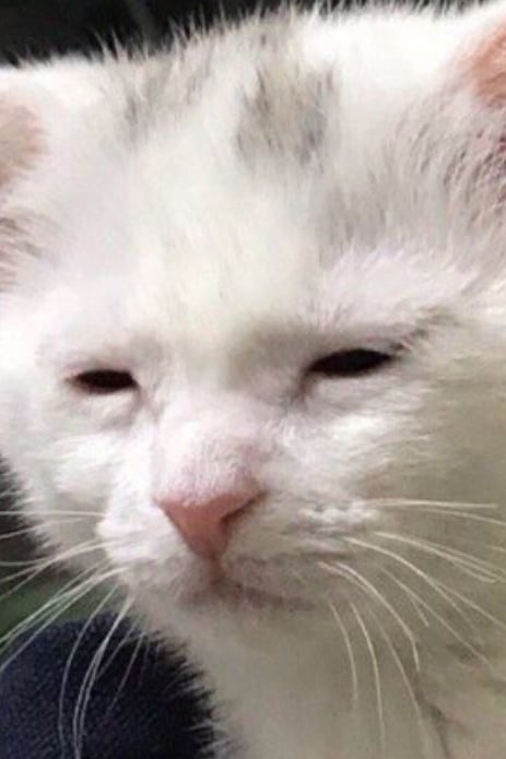 고양이