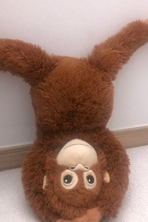 오랑우탄