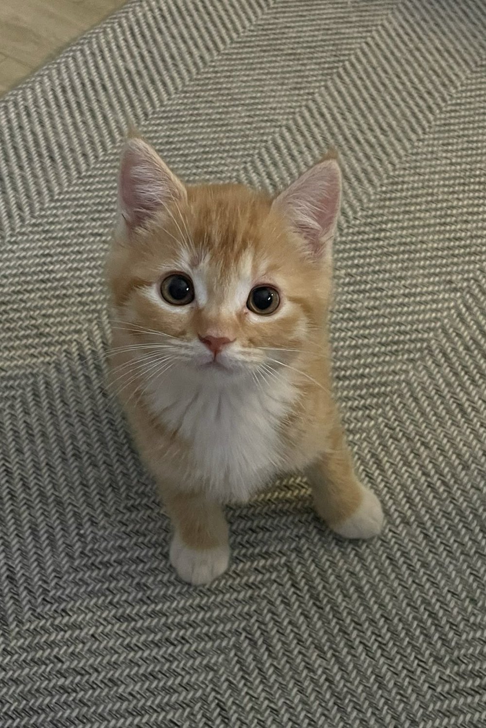 미연