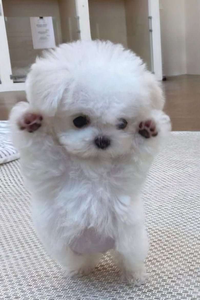 강아지