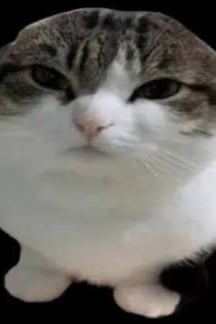 고양이