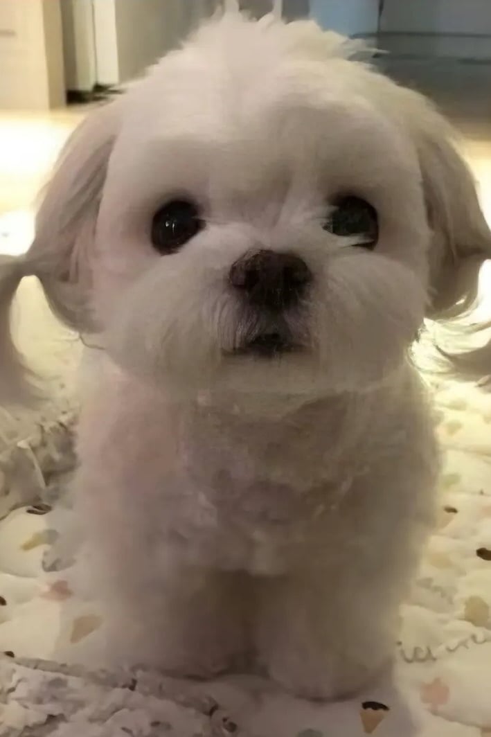 이연서