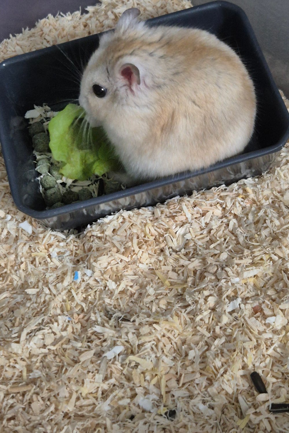 햄스터