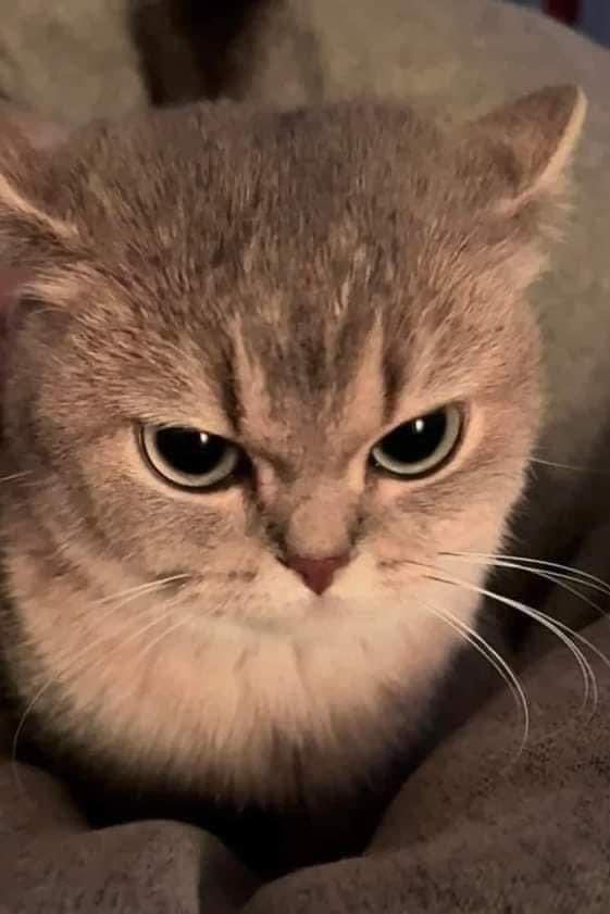 고양이