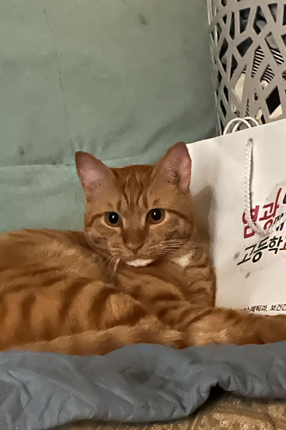 별이