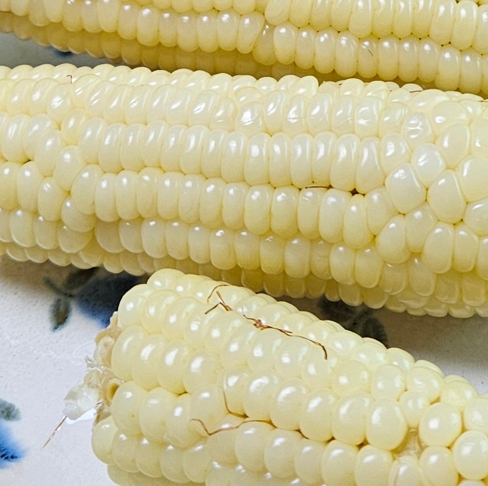 말하는 옥수수