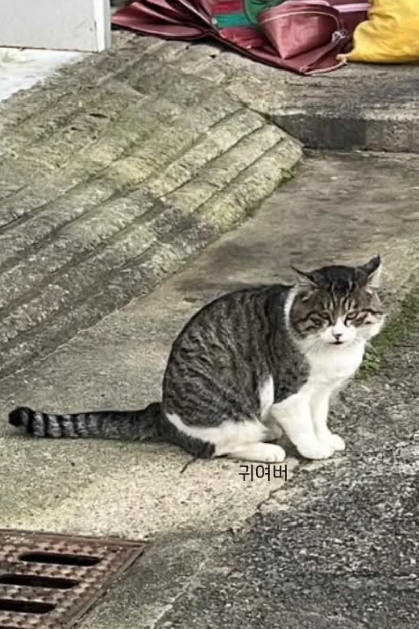 고먐미