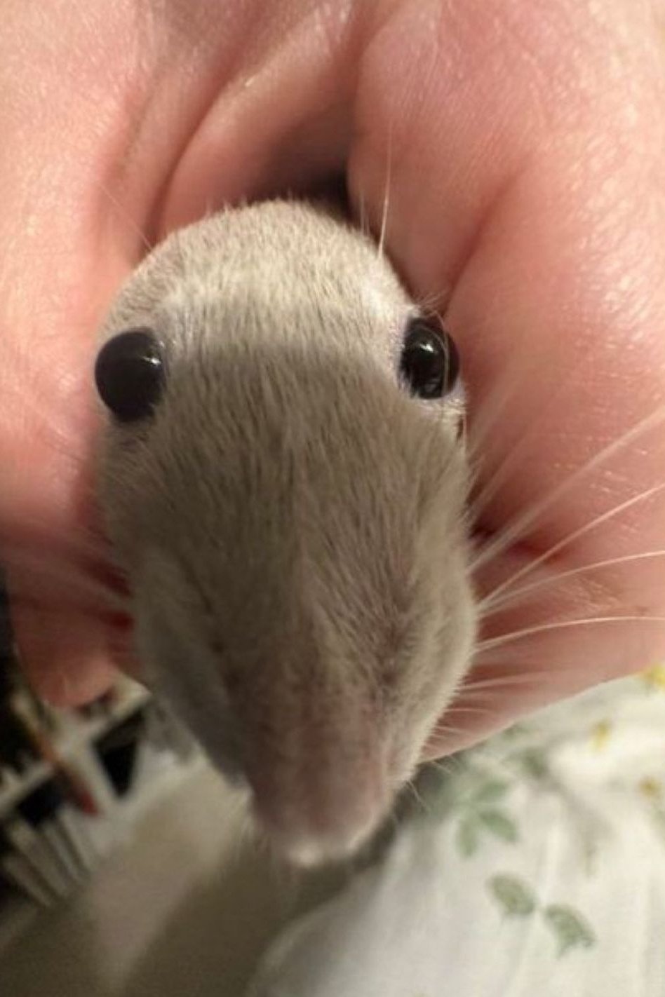 밥덩이