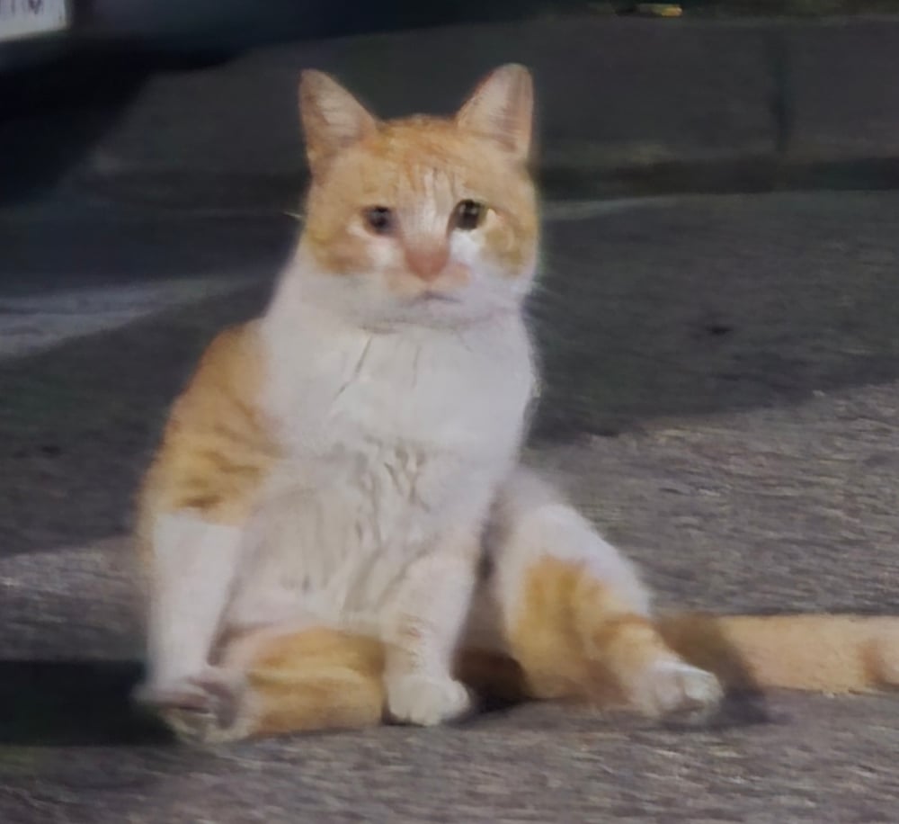 말하는 길고양이