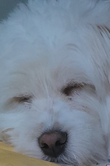 강아지