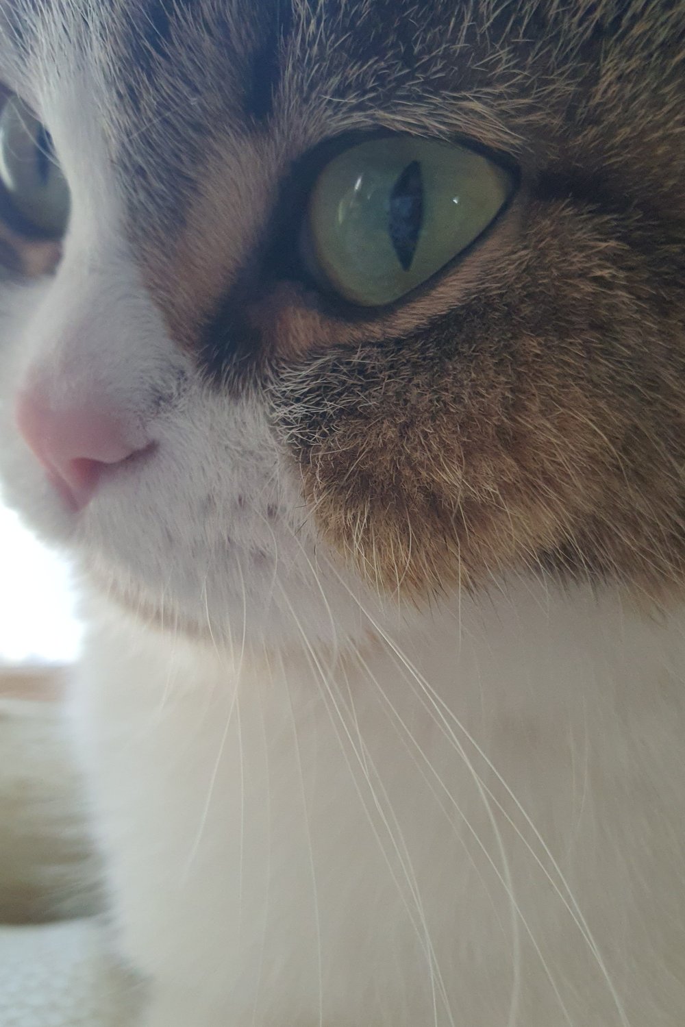고양이