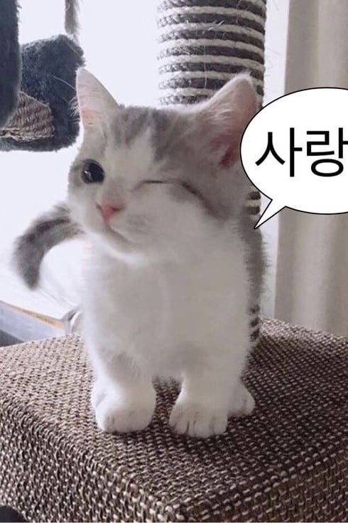 귀여운 냥이다냥!