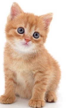 고양이