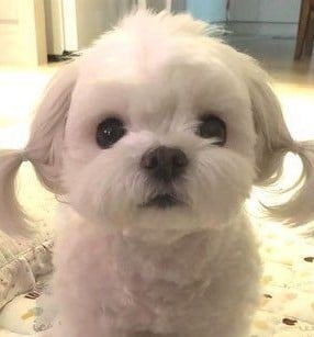 몽몽이
