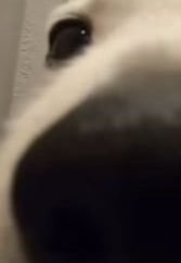 왈
