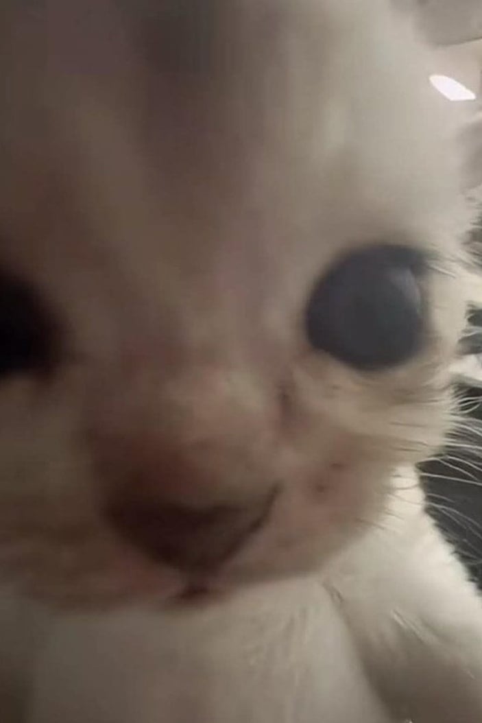 고양이