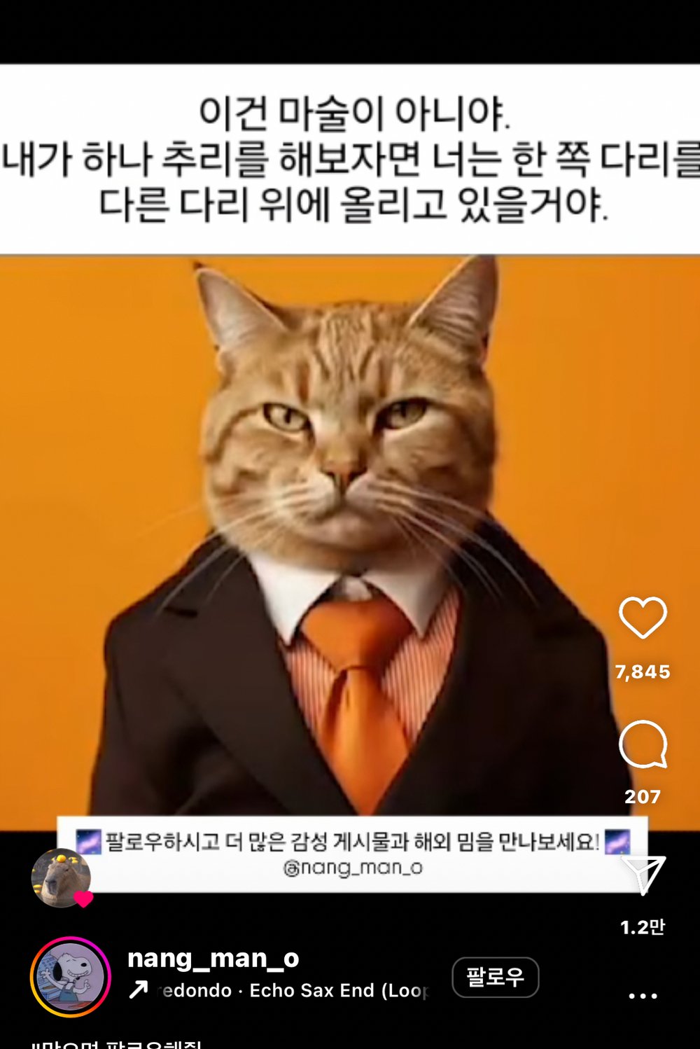 냥이