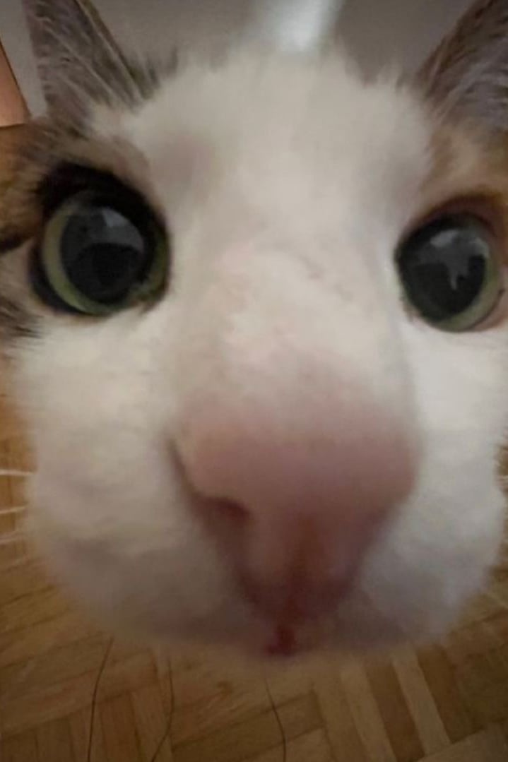 고양이