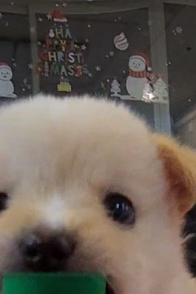 비비