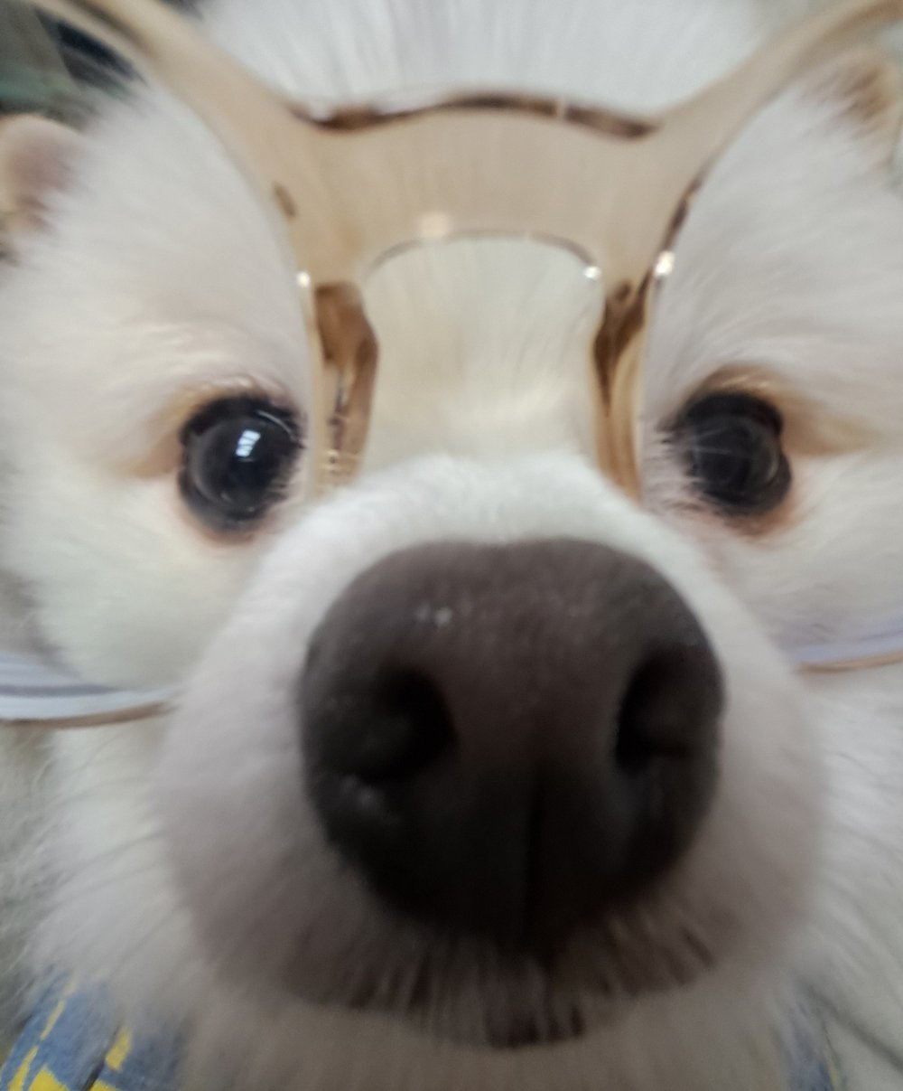 하양이
