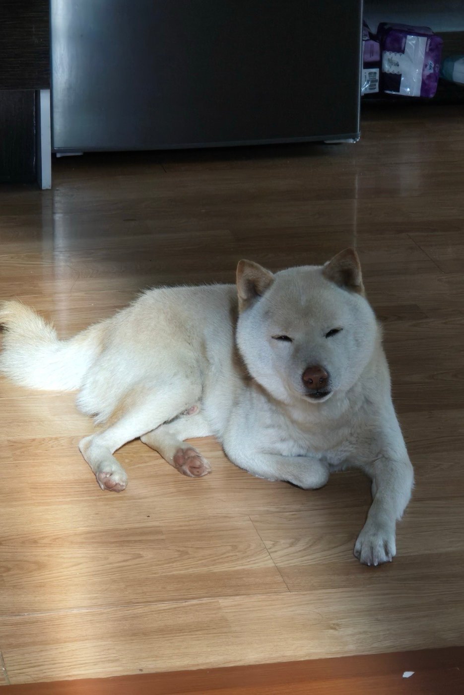 강아지